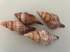 Fusie Conch Shell - ShellsLoving Coastal Living