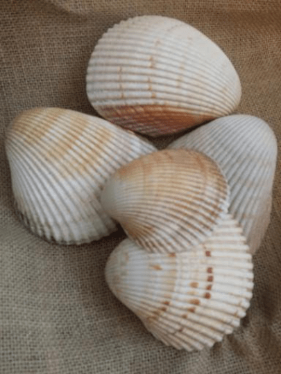 Giant Atlantic Cockle Shells - Shells in Large ShelfLoving Coastal Living