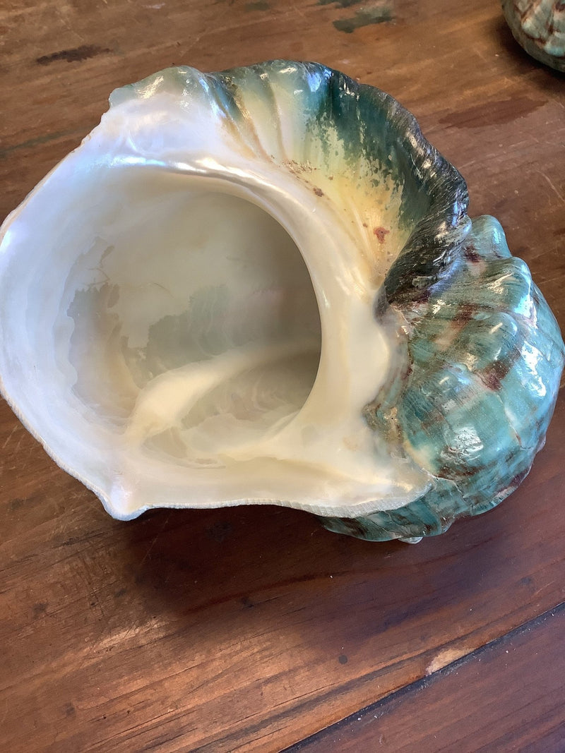 Giant Green Marmoratus Turban Shell - ShellsLoving Coastal Living