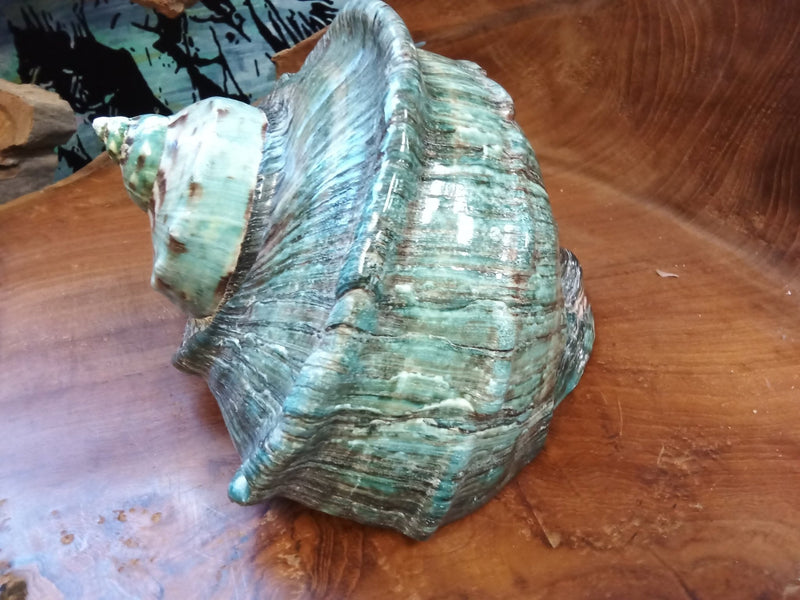 Giant Green Marmoratus Turban Shell - ShelllsLoving Coastal Living