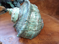 Giant Green Marmoratus Turban Shell - ShelllsLoving Coastal Living