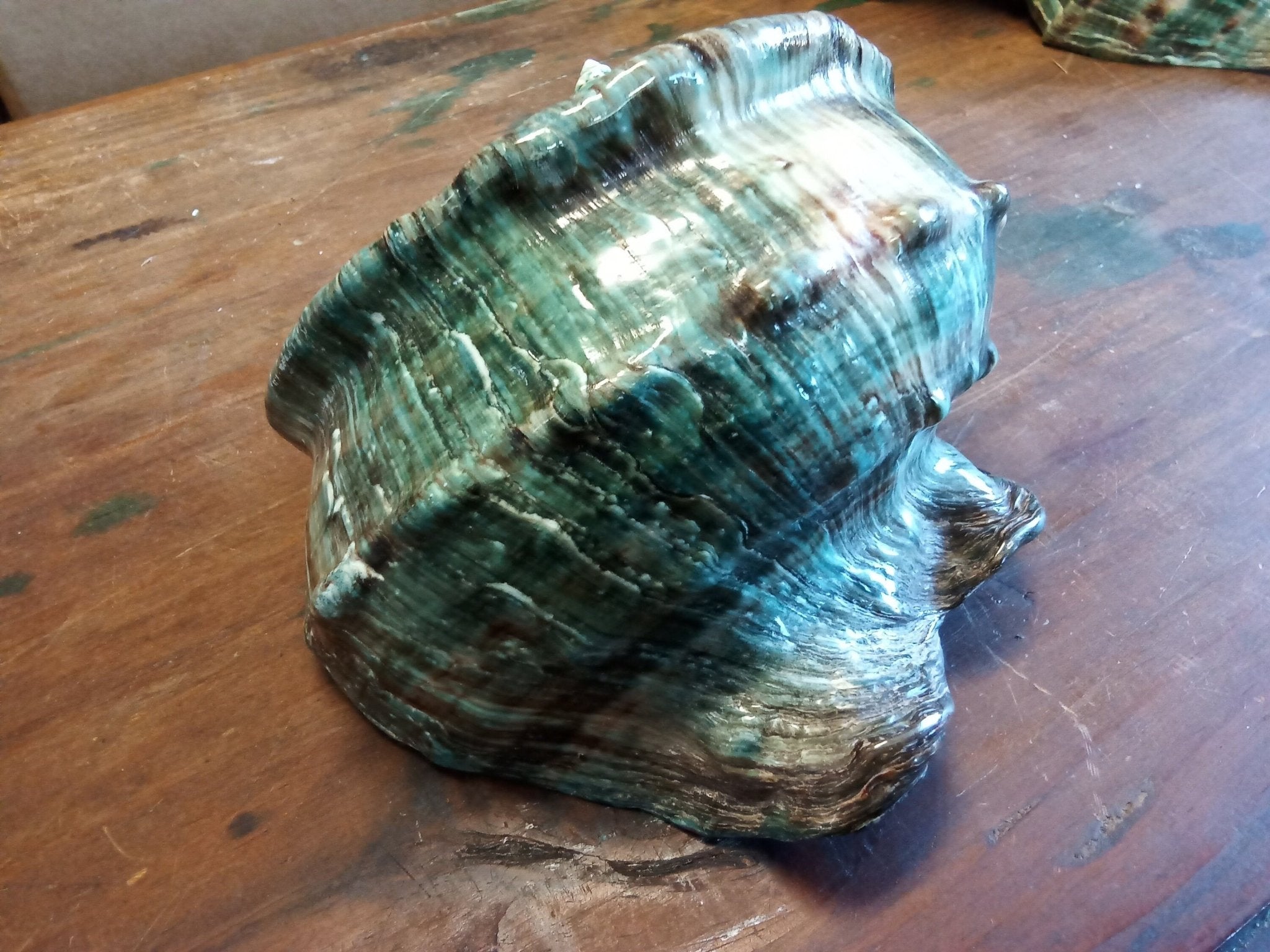 Giant Green Marmoratus Turban Shell | Loving Coastal Living
