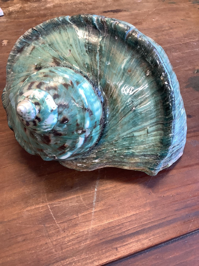 Giant Green Marmoratus Turban Shell - ShellsLoving Coastal Living