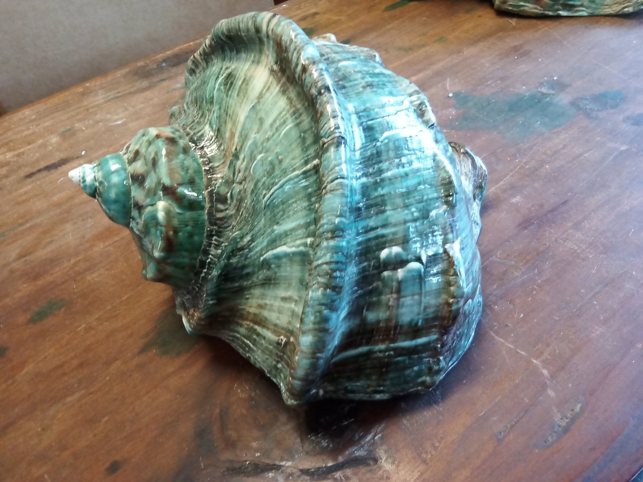 Giant Green Marmoratus Turban Shell | Loving Coastal Living