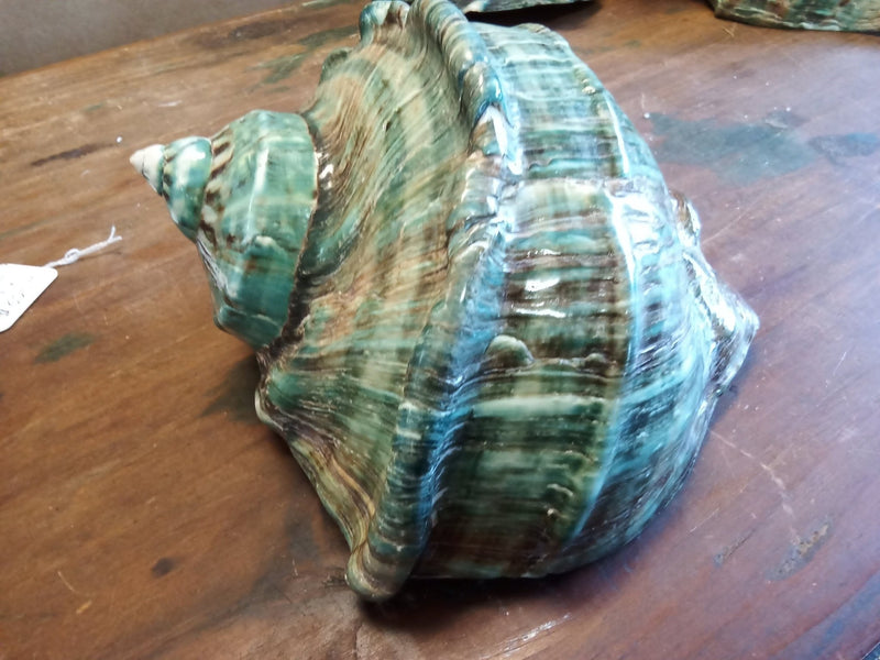 Giant Green Marmoratus Turban Shell - ShellsLoving Coastal Living