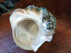 Giant Green Marmoratus Turban Shell - ShellsLoving Coastal Living