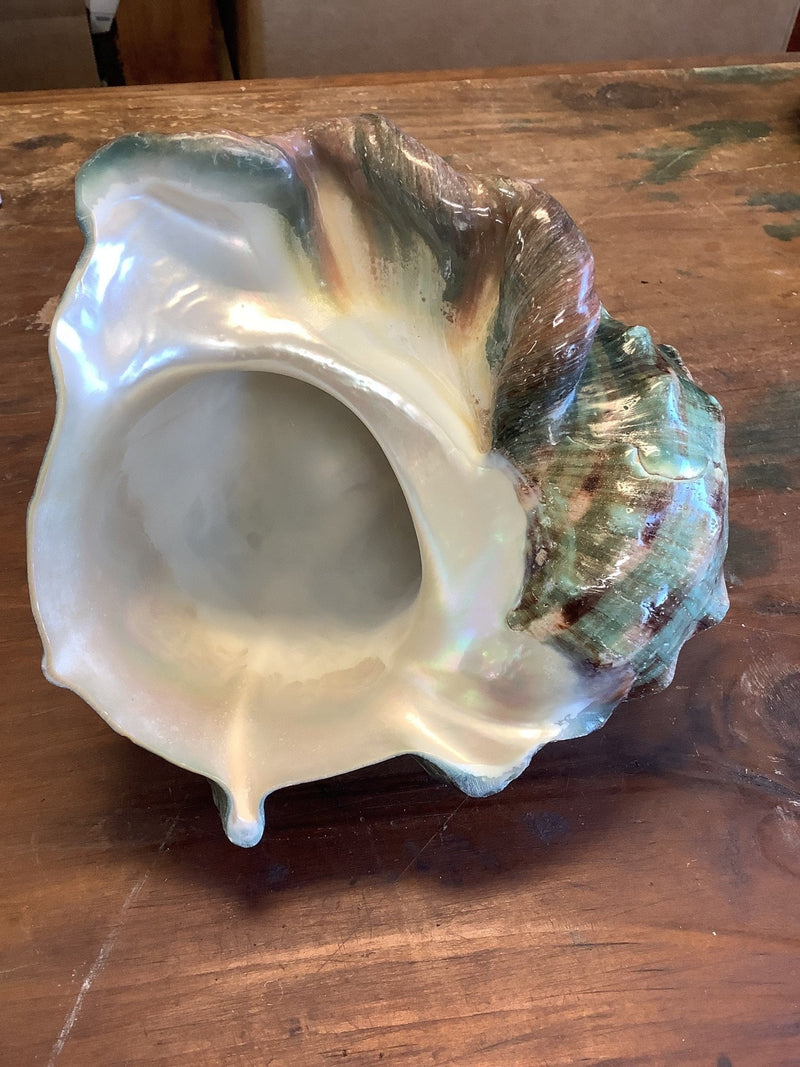 Giant Green Marmoratus Turban Shell - ShellsLoving Coastal Living