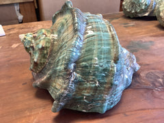 Giant Green Marmoratus Turban Shell - ShellsLoving Coastal Living