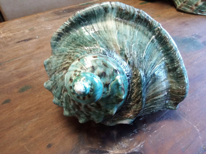 Giant Green Marmoratus Turban Shell - ShellsLoving Coastal Living