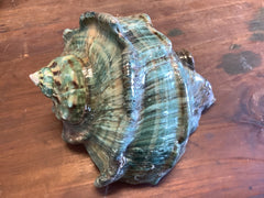 Giant Green Marmoratus Turban Shell - ShellsLoving Coastal Living