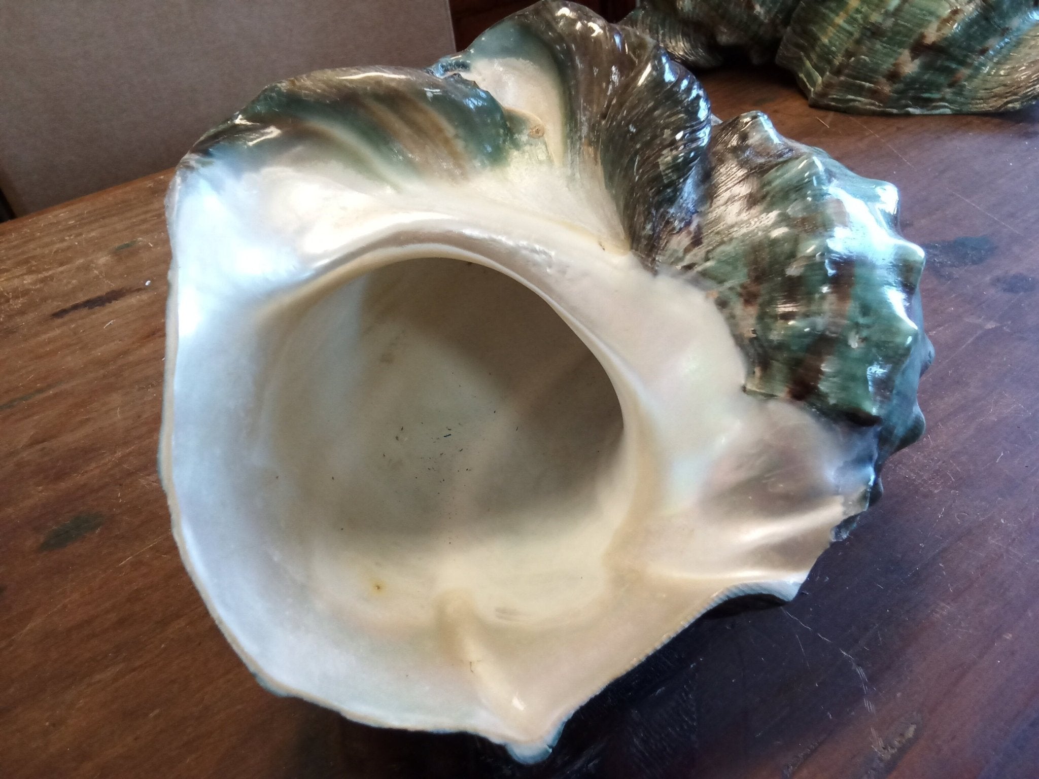 Giant Green Marmoratus Turban Shell | Loving Coastal Living