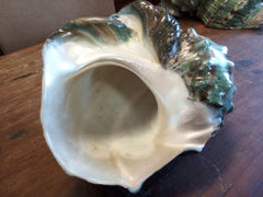 Giant Green Marmoratus Turban Shell - ShellsLoving Coastal Living