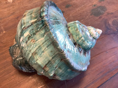 Giant Green Marmoratus Turban Shell - ShellsLoving Coastal Living