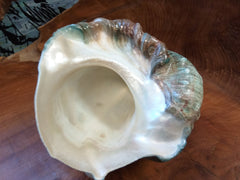 Giant Green Marmoratus Turban Shell - ShellsLoving Coastal Living