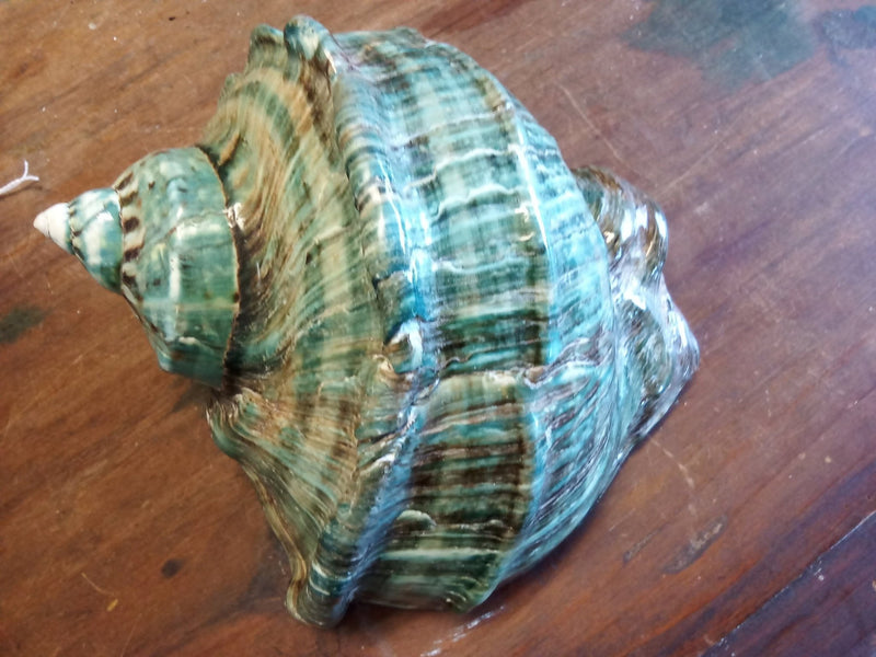 Giant Green Marmoratus Turban Shell - ShellsLoving Coastal Living