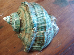 Giant Green Marmoratus Turban Shell - ShellsLoving Coastal Living