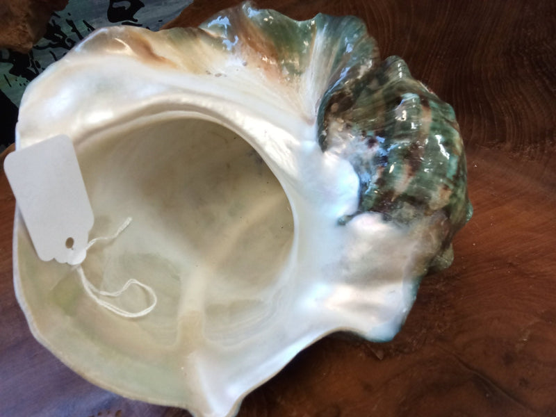 Giant Green Marmoratus Turban Shell - ShellsLoving Coastal Living