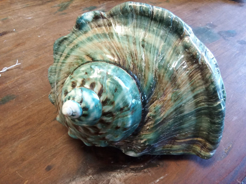 Giant Green Marmoratus Turban Shell - ShellsLoving Coastal Living