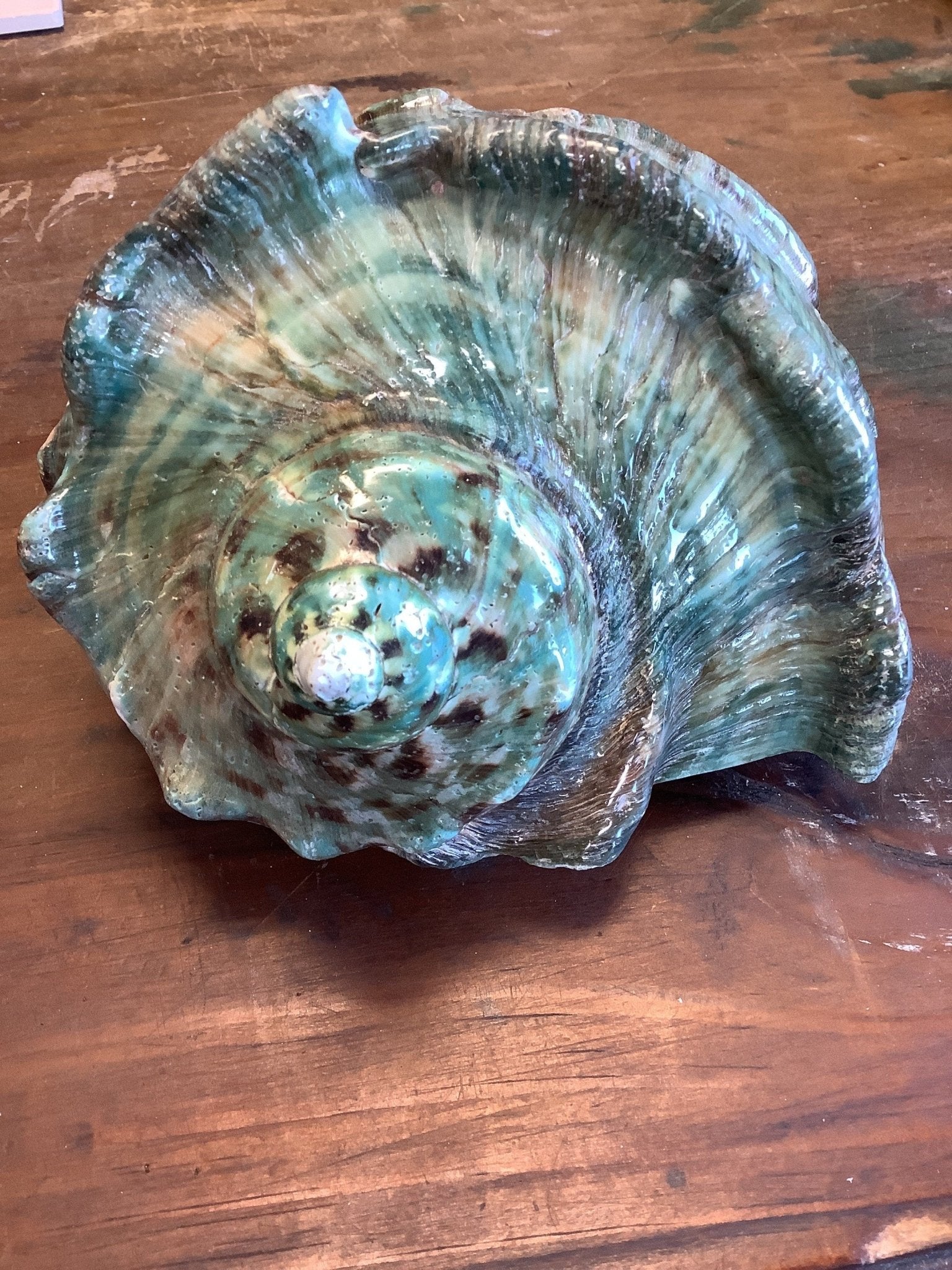 Rubam Shell Giant Green Marmoratus Turban Shell | Loving Coastal Living