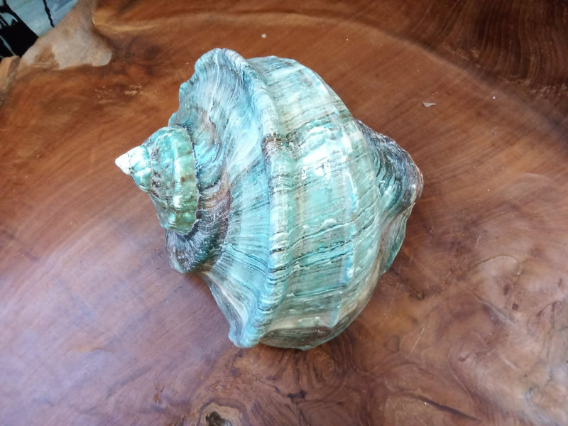 Giant Green Marmoratus Turban Shell - ShellsLoving Coastal Living