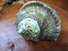 Giant Green Marmoratus Turban Shell - ShelllsLoving Coastal Living