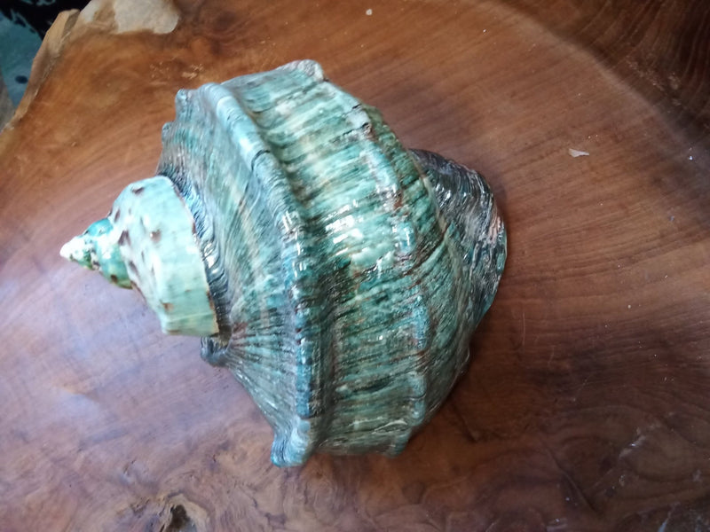 Giant Green Marmoratus Turban Shell - ShelllsLoving Coastal Living