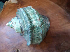 Giant Green Marmoratus Turban Shell - ShelllsLoving Coastal Living