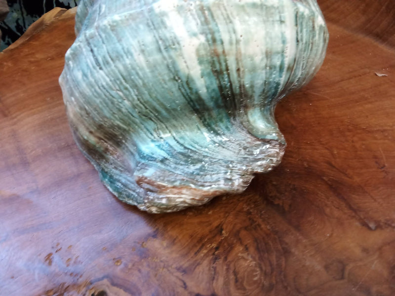 Giant Green Marmoratus Turban Shell - ShellsLoving Coastal Living