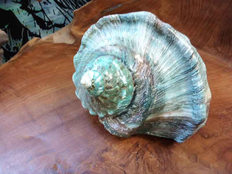 Giant Green Marmoratus Turban Shell - ShellsLoving Coastal Living