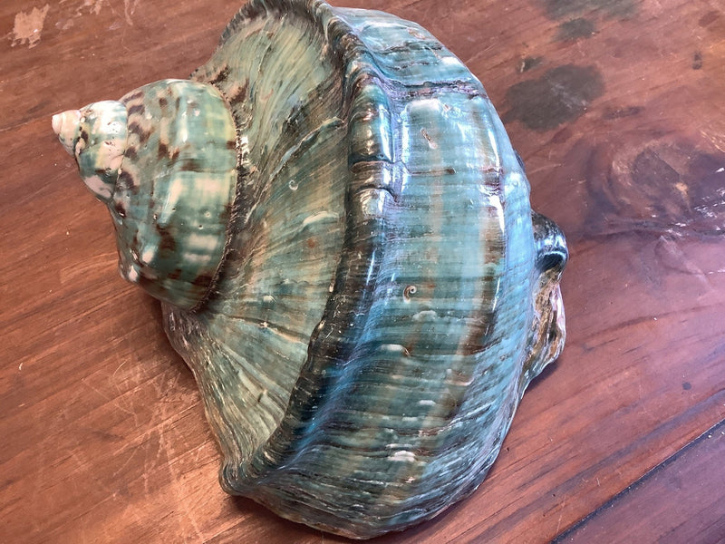 Giant Green Marmoratus Turban Shell - ShellsLoving Coastal Living