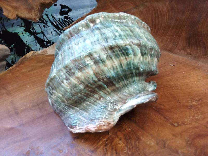 Giant Green Marmoratus Turban Shell - ShellsLoving Coastal Living