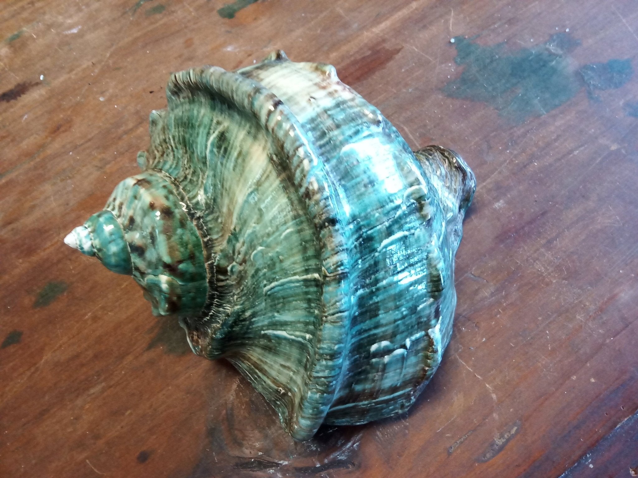 Giant Green Marmoratus Turban Shell | Loving Coastal Living