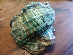 Giant Green Marmoratus Turban Shell - ShellsLoving Coastal Living