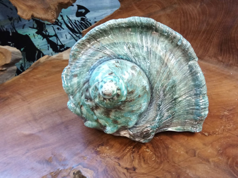 Giant Green Marmoratus Turban Shell - ShellsLoving Coastal Living