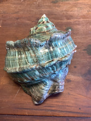 Giant Green Marmoratus Turban Shell - ShellsLoving Coastal Living