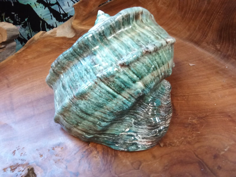 Giant Green Marmoratus Turban Shell - ShelllsLoving Coastal Living