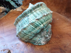 Giant Green Marmoratus Turban Shell - ShelllsLoving Coastal Living