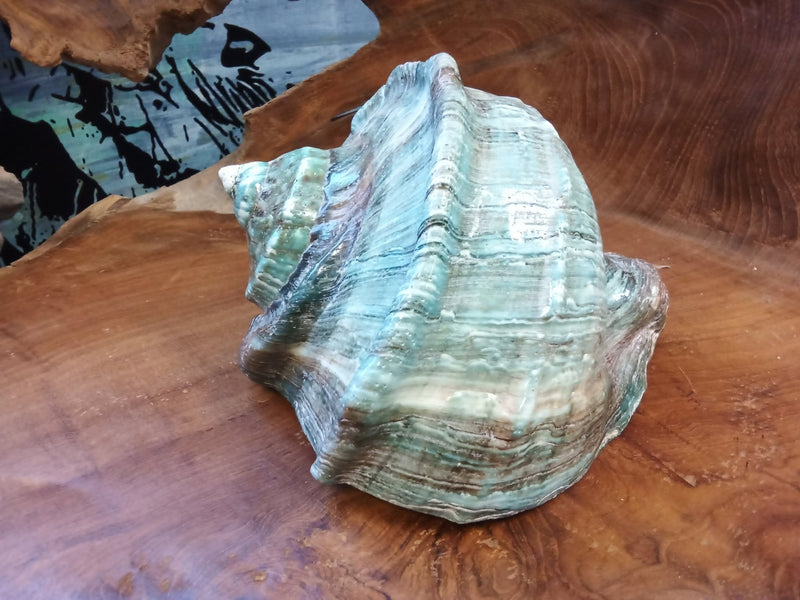 Giant Green Marmoratus Turban Shell - ShellsLoving Coastal Living