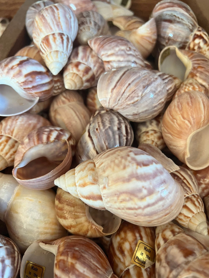 Giant Japanese Fairy Snail Shell - ShellsLoving Coastal Living