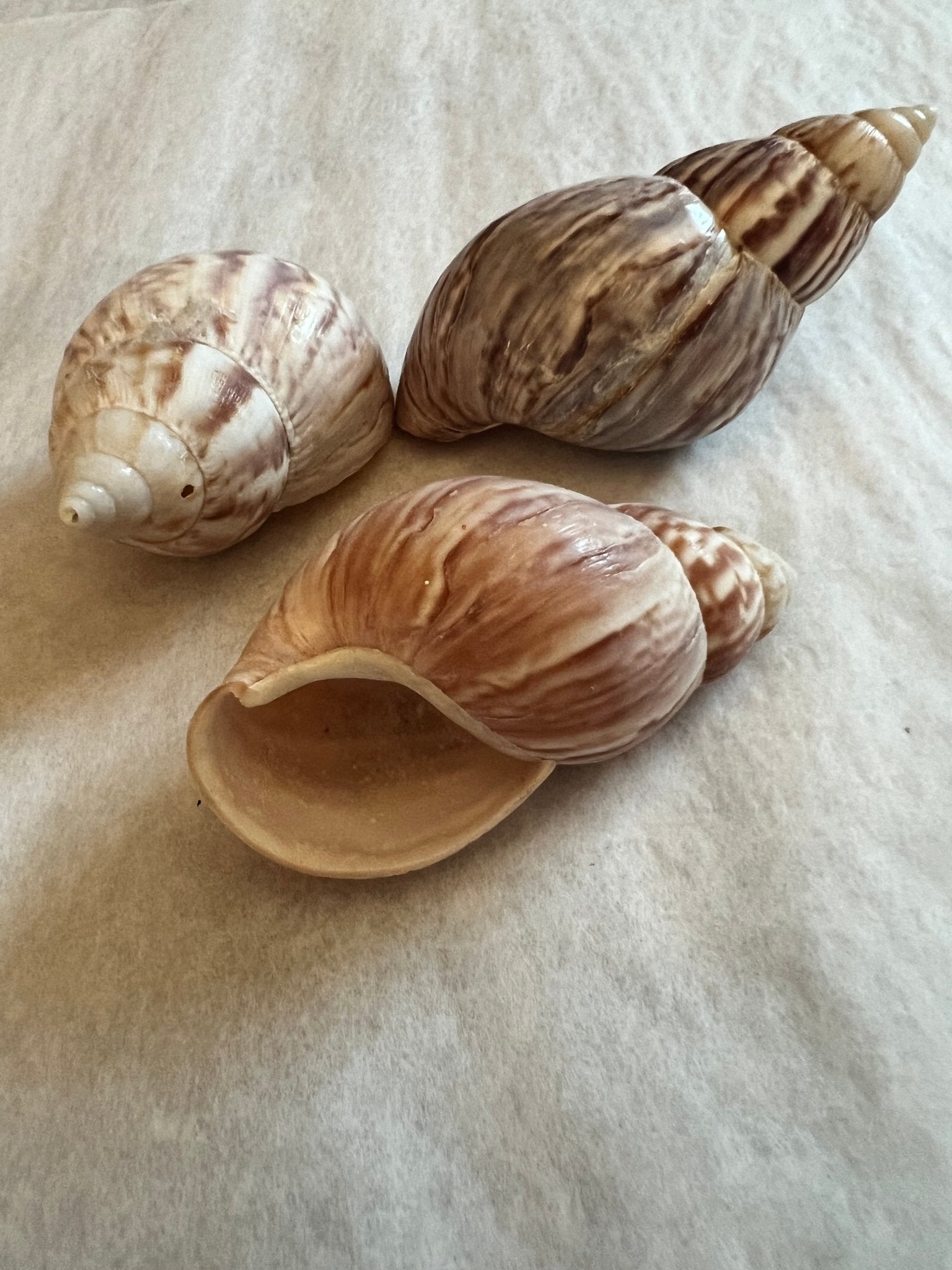 Flying Snail Giant Flying Snail Shell Orange Giant Sulawesi Rabbit Snails Aquatic