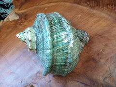 Giant Marmoratus Green Turban Shell - ShellsLoving Coastal Living