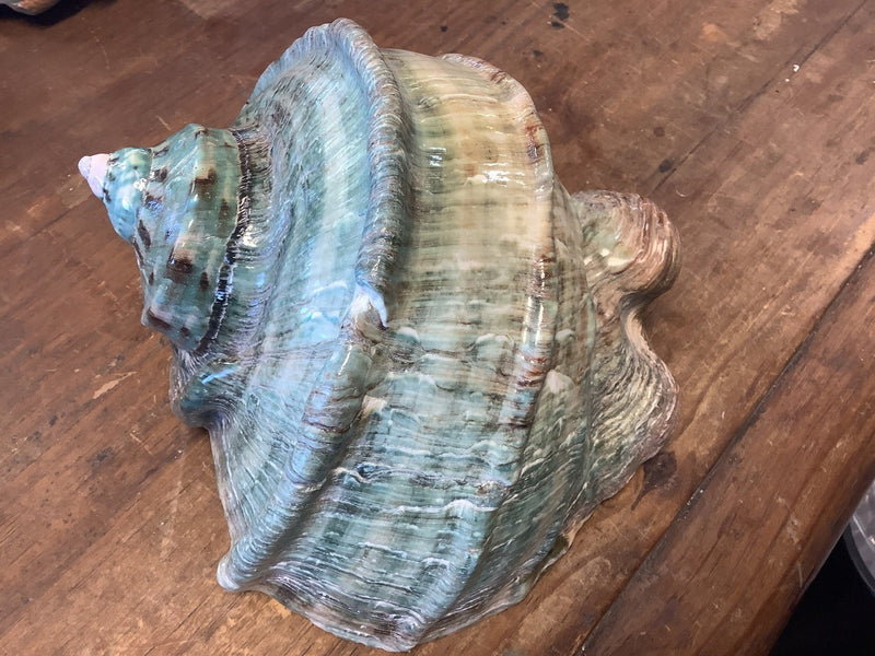 Giant Marmoratus Green Turban Shell - ShellsLoving Coastal Living