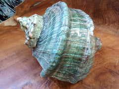 Giant Marmoratus Green Turban Shell - ShellsLoving Coastal Living