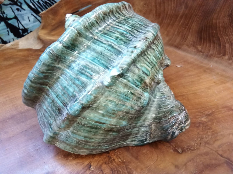 Giant Marmoratus Green Turban Shell - ShellsLoving Coastal Living