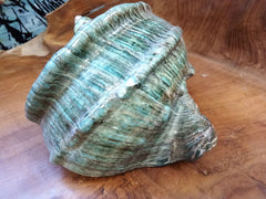 Giant Marmoratus Green Turban Shell - ShellsLoving Coastal Living