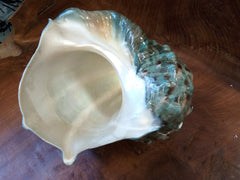 Giant Marmoratus Green Turban Shell - ShellsLoving Coastal Living