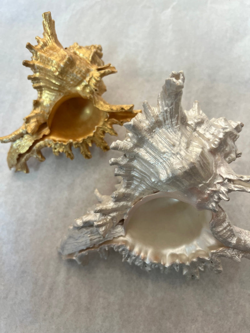 Gold or Pearl Murex Shell - ShellsLoving Coastal Living