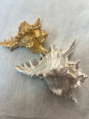 Gold or Pearl Murex Shell - ShellsLoving Coastal Living