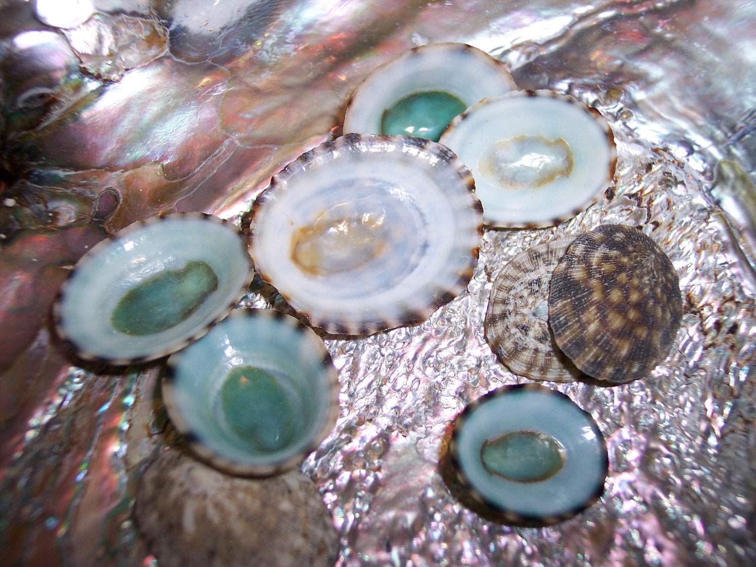 Lympit Shell Green Blue Limpet Shells – Small Coastal Display Shells in Bulk ...