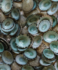 Green Blue Limpet Shells - Loving Coastal Living